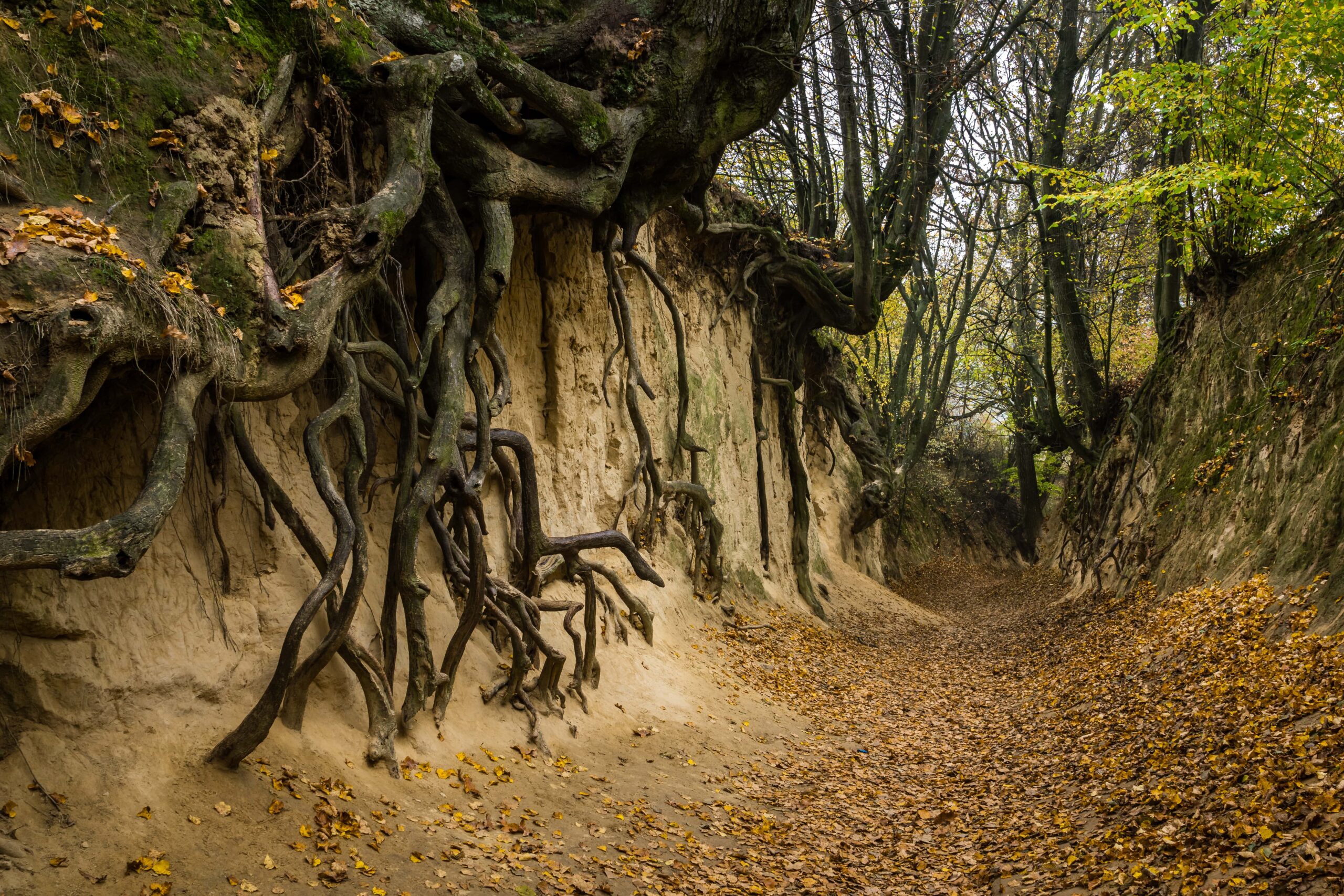 praca zdalna, workation, praca i odpoczynek, praca z psem, wyjazd z psem, domki z ogródkiem, domki z wifi, domki z biurkiem, praca w ogródku, taras, sauna