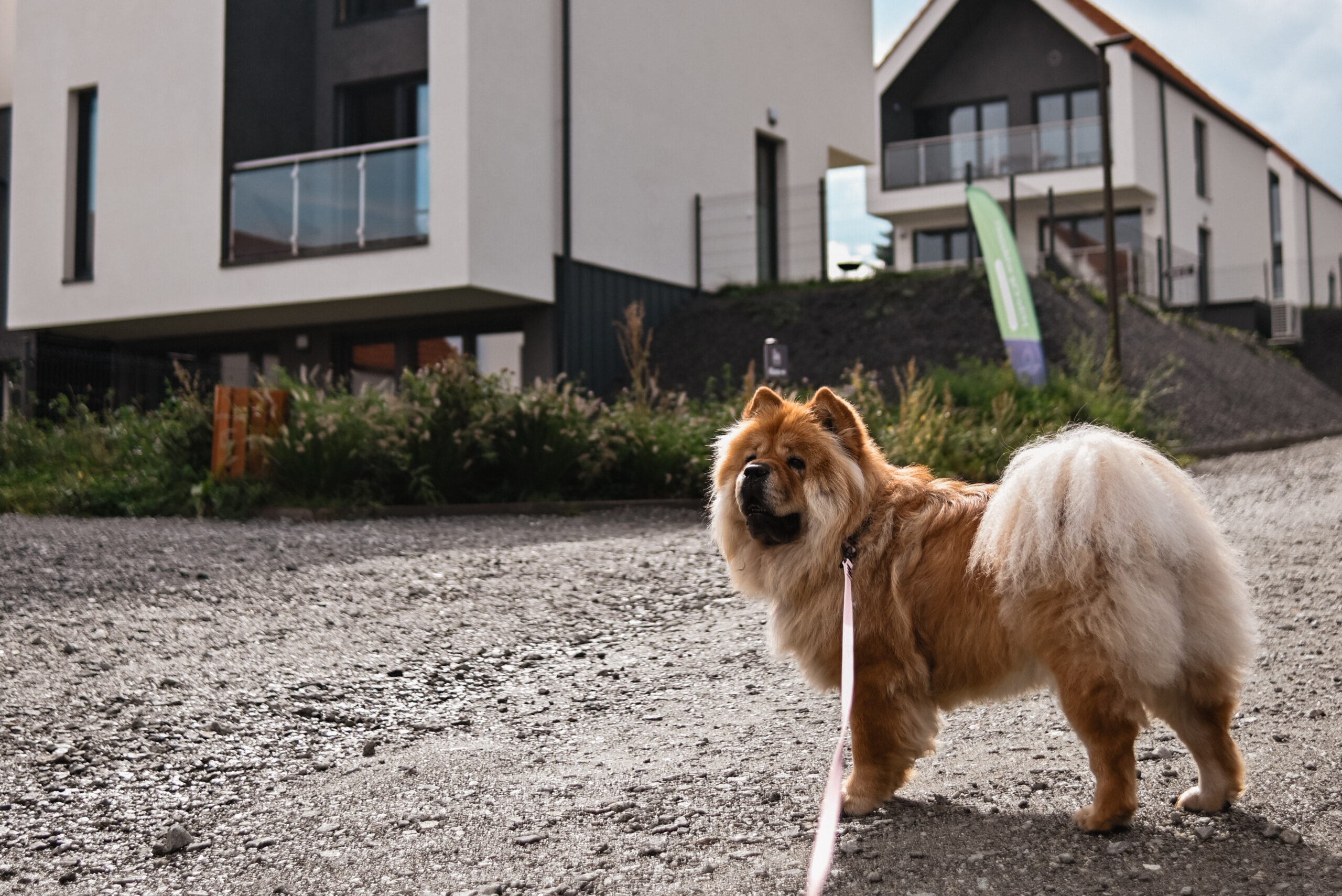 praca zdalna, workation, praca i odpoczynek, praca z psem, wyjazd z psem, domki z ogródkiem, domki z wifi, domki z biurkiem, praca w ogródku, taras, sauna