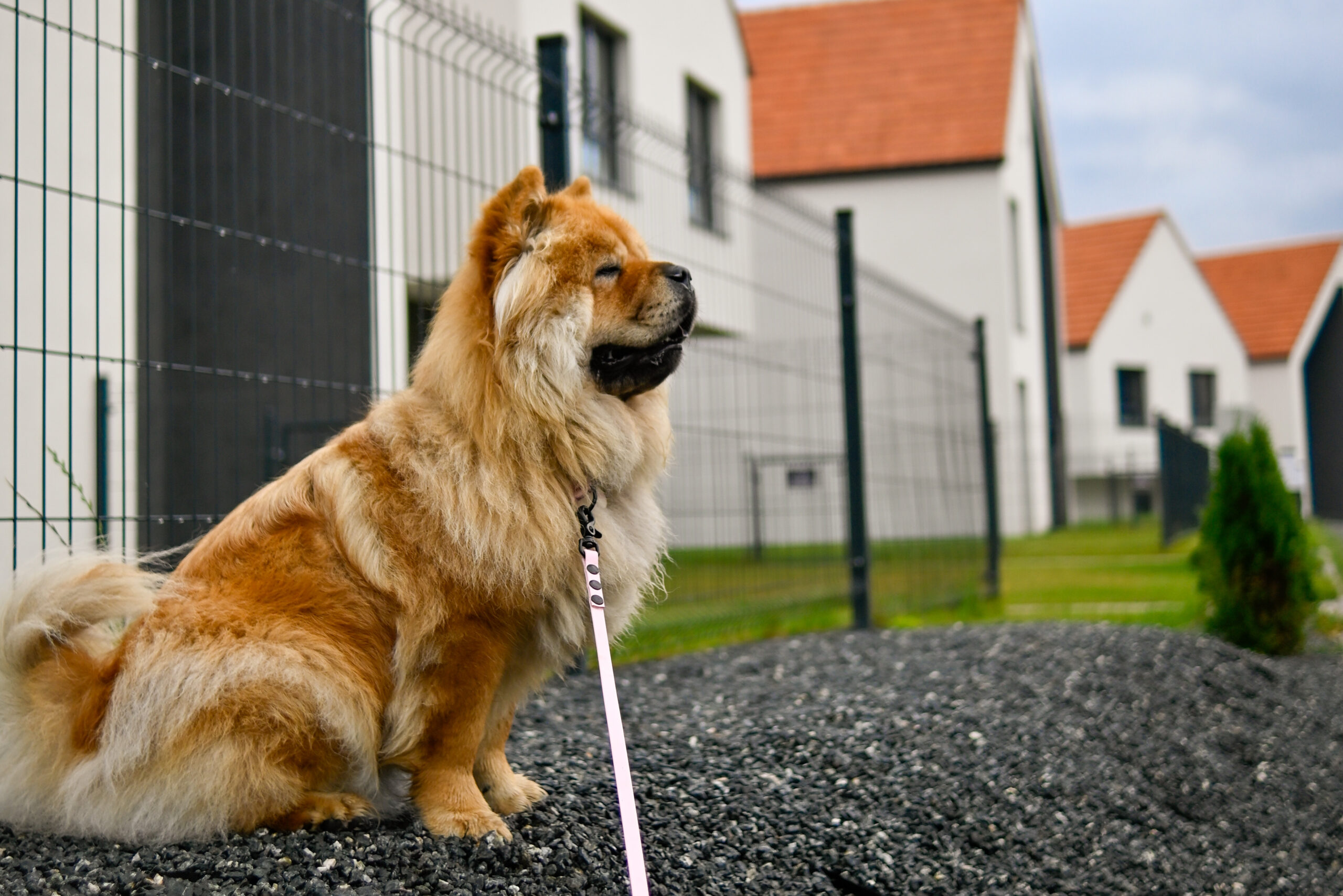 praca zdalna, workation, praca i odpoczynek, praca z psem, wyjazd z psem, domki z ogr贸dkiem, domki z wifi, domki z biurkiem